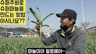 [한국농수산TV] 슈퍼추비로 슈퍼마늘을 만드는 방법을 아시나요? 경북 구미