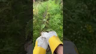 How to harvest Nettle seeds - a nutritional powerhouse! #foraging #wildfood #nettles #nature