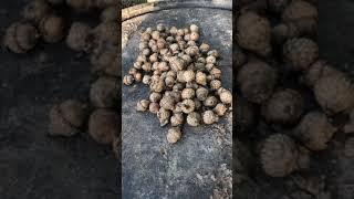 Acorn float test tutorial.