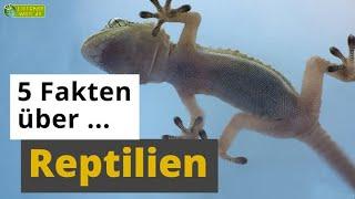 5 Fakten über Reptilien: Chamäleon, Gecko, Schlange & Co. - Tier-Doku für Kinder