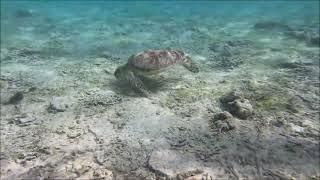 Gili T turtle point snorkeling 9Jun2024