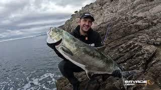 Shore Jigging - Monster Leerfish (Lichia amia)