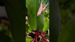Pink Princess Philodendron at Home Depot! #shorts #short #philodendron