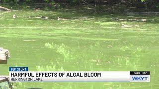 Harmful algal bloom found in parts of Herrington Lake
