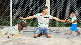 First Confrontation Appears ! Dad Prevents CUTIS Giving Food Goat – Who Will Win