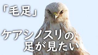 ケアシノスリの毛が見える日Buteo lagopus