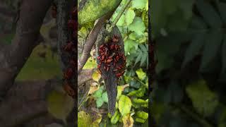 Invasion: Swarms of Bugs Take Over – Nature’s Creeping Horde Unleashed!