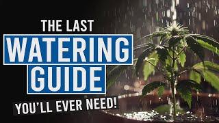 Thirsty Plants? Learn the Secrets to Perfect Cannabis Watering