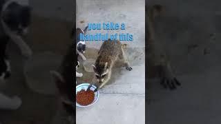 Gary the Raccoon