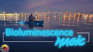 Experience the Magic of Florida's Bioluminescence