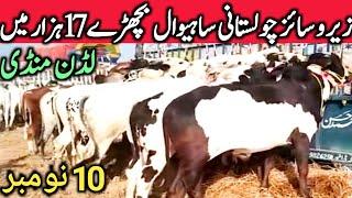 Luden Cow Mandi Cholistani Sahiwal Dhani Dajili Bachre Qurbani 2022 || Global Village Farming