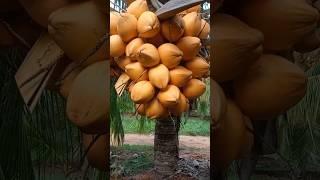 2years hybrid coconut tree hybrid#shortsvideo#shorts#coconut#trending#reels#amazing#video#happy