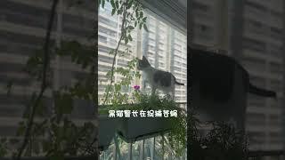 黑猫警长捕蝇记
