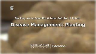 Management at Planting of Potato Diseases Caused by Soft Rot Bacteria