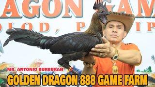 BACOLOD Master Breeder Mr. Antonio Burburan of GOLDEN DRAGON 888 GF,  #breeding #chicken #farming