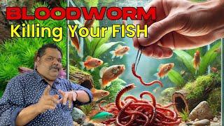 BLOODWORMS FEEDING is SILENTLY Killing Your Aquarium Fish