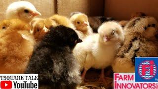 1st DAY OUT OF THE FARM INNOVATORS MODEL 4250. BEST INCUBATOR FOR SALE ON THE MARKET. BABY CHICKS.