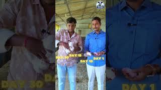 Rabbit farming #rabbitfarming #rabbitfarm #telugurabbitfarm #farming #rabbit #telugu#shorts#trending