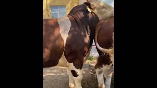 Amazing Cow and Bull Meeting Video | Natural Breeding