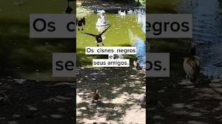 Cisnes negros #cisne  #patos #irerê #bichichi