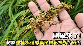 【務農夫婦】第296篇【颱風來了，種稻的農民會虧損多少錢?】