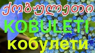 Как сэкономить в Кобулети: цены, связь, банки, транспорт. Часть I.