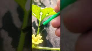 How to hand pollinate watermelon ! Never Lose A Melon  #watermelon #amazing #viral