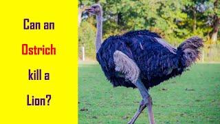 I Spy Ostrich Challenge - Animal facts / Brainteaser [ Spot and Find Puzzles ]