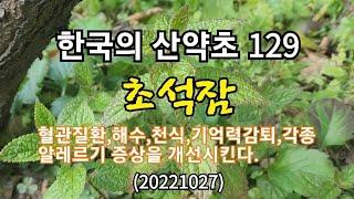 #한국의 산약초 129.초석잠(20221027)각종 혈관질환,기침감기,해수,천식,기억력감퇴,각종 알레르기에 좋다.