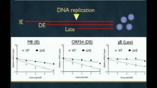 2011 Bay Area Symposium on Viruses: Britt Glaunsinger