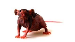 Hairless vs. Furry Rats | Pet Rats