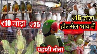 lal Qila parrot market Delhi 2022/reasonable price bird market/ galiff street Parrot market/babybird