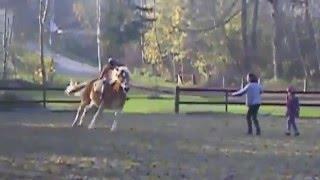 HORSE GOES CRAZY