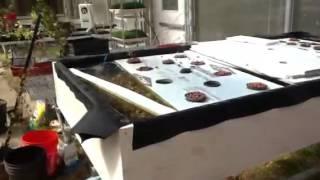 Aquaponics