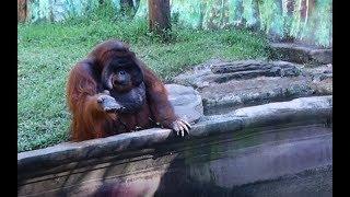 Orangutan Asks for Banana Then Throws Back Peel