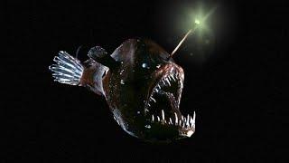 РИБА З ЛІХТАРИКОМ - Вудильник; Anglerfish