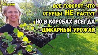 ШИКАРНЫЙ УРОЖАЙ ОГУРЦОВ вам обеспечен. КАК ПРАВИЛЬНО высаживать рассаду огурцов @galabum