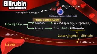 Bilirubin Metabolism - Pathway Made Simple [Erythrocytes, Conjugation, Urobilinogen etc.]