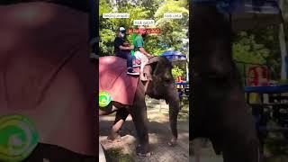 rekomendasi wisata bandung serunya bermain di Bandung Zoo #kebunbinatang