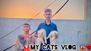 My Cat Vlog  | Razi Ali Vlogs