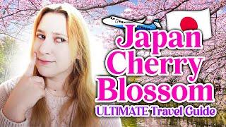 How to See Cherry Blossoms in Japan  |  MUST-KNOW Tips, Advice from a Local