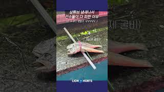 "삼튜브 좋아하지 마 ".. "응" #올스타전 #shorts