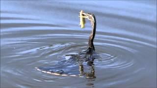 Anhinga the "Snakebird" Famous spear technique for a fresh meal "water turkey"