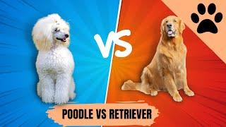 Poodle vs Golden retriever - Which one is Best?