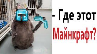 Лютые приколы. МАЙНКРАФТ ЛЮБИТ КОТ!!! Тест на психику! Засмеялся проиграл! – Domi Show!