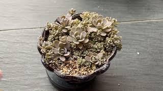 JustKis #96 Orostachys Boehmeri 'Chinese Dunce Cap' (updated 19 April 2023)