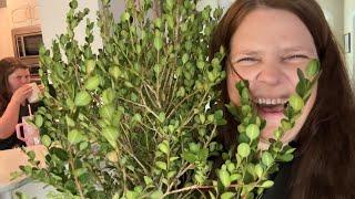 DAY 2: CONTAINER CHALLENGE/ DONT THROW THOSE BOXWOODS AWAY! 
