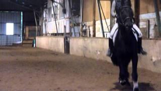 Jeljer, Dutch Friesian Stallion. Standing with Crysta Awtry in Oregon