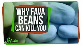 Why Fava Beans Can Kill You