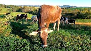 Dairy Farming and Grazing Cows On A Small Family Farm!